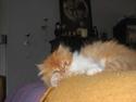 Perser Figo