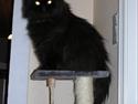 Perser HANkatten Lady