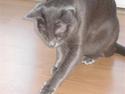 Korat Sean Connery