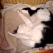 Huskat Bisse
