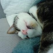 Blanding af racer Spunk