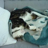 Blanding af racer Spunk