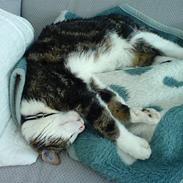 Blanding af racer Spunk