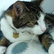 Blanding af racer Spunk