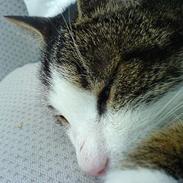 Blanding af racer Spunk