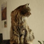 Maine Coon Ally R.I.P
