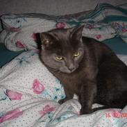 Russian Blue Malu R.I.P 08.04.2011