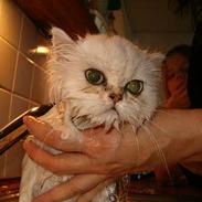 Perser Quintessa von Gørtz