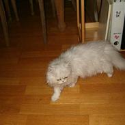 Perser Quintessa von Gørtz