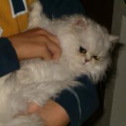 Perser Quintessa von Gørtz