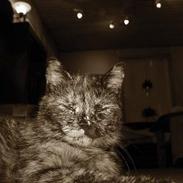 Blanding af racer Whisky