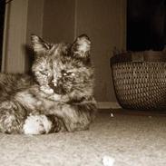 Blanding af racer Whisky