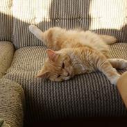 Maine Coon Shelly Long