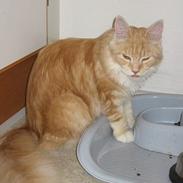 Maine Coon Shelly Long