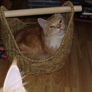 Maine Coon Shelly Long