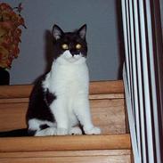 Blanding af racer Asterix