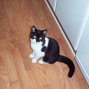 Blanding af racer Asterix