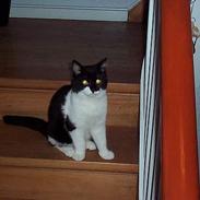 Blanding af racer Asterix