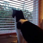 Blanding af racer Asterix