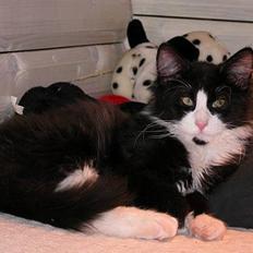 Blanding af racer / Norsk Skovkat Sofus