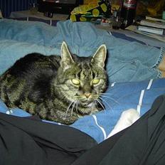 Blanding af racer Mitte *DØD*