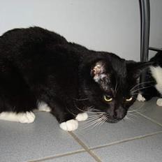 Blanding af racer NyMis