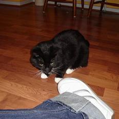 Blanding af racer NyMis