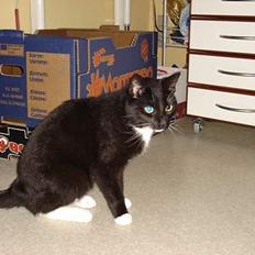 Blanding af racer NyMis