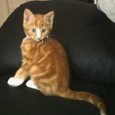 Blanding af racer Simba