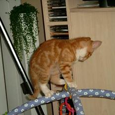 Blanding af racer Simba