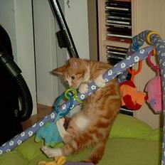 Blanding af racer Simba