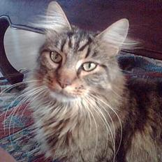 Maine Coon Stitce