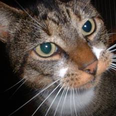 Europé *Løven Kis*