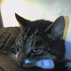 Europé *Løven Kis*