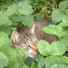 Europé *Løven Kis*