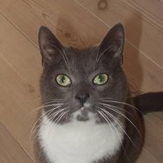 Blanding af racer Sylle    (Død...)