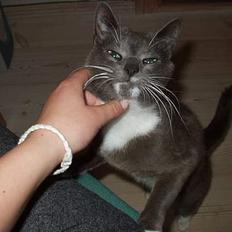 Blanding af racer Sylle    (Død...)