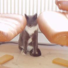 Blanding af racer Sylle    (Død...)