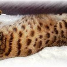 Bengal Silas
