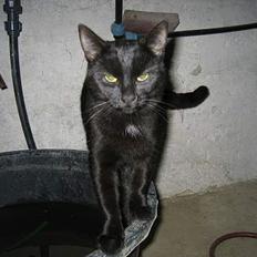 Blanding af racer Kovu *død*