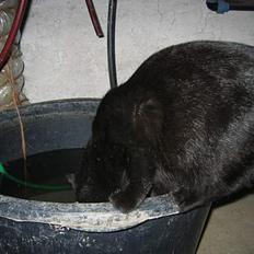 Blanding af racer Kovu *død*