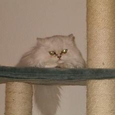 Perser Quintessa von Gørtz