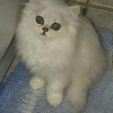 Perser Quintessa von Gørtz