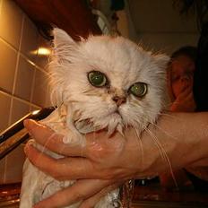 Perser Quintessa von Gørtz