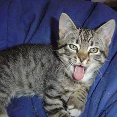 Blanding af racer Oskar