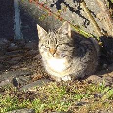 Blanding af racer Oskar