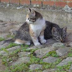 Blanding af racer Oskar