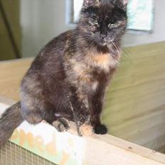 Blanding af racer Kiara