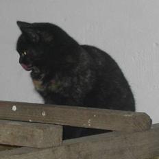 Blanding af racer Kiara