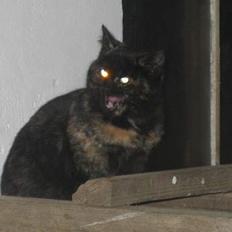 Blanding af racer Kiara